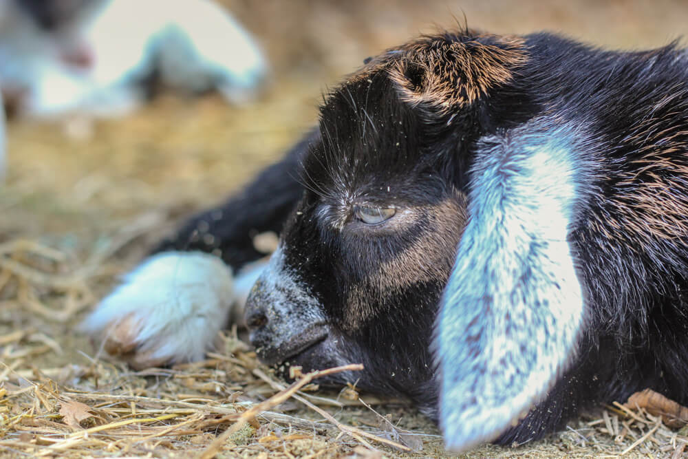 black, brown and white baby goat