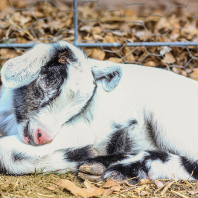 Assisting a Goat Birth Delivery {A Video Tutorial}