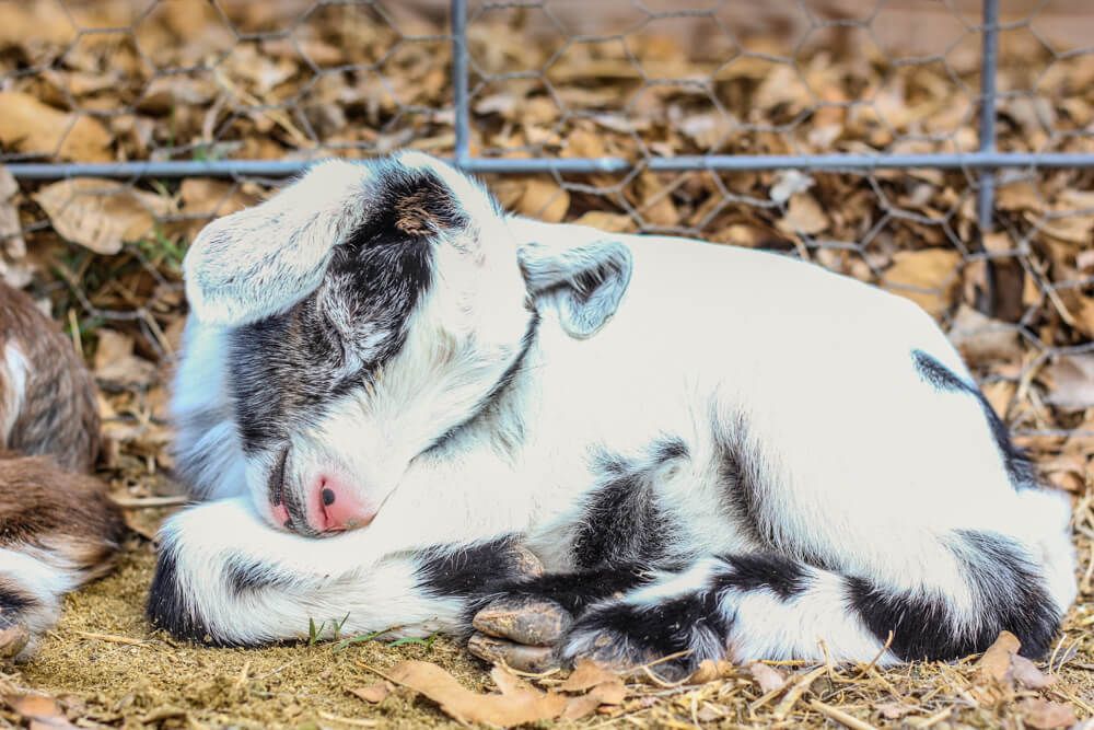 Assisting a Goat Birth Delivery {A Video Tutorial} | Weed 'Em and Reap