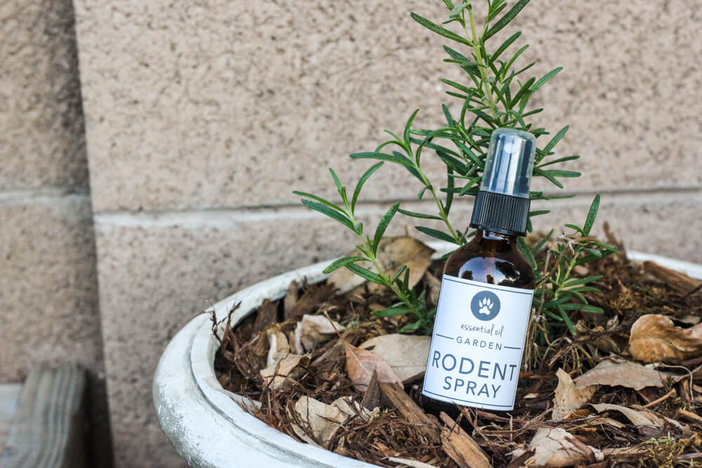 bottle of rodent spray resting in a potted plant