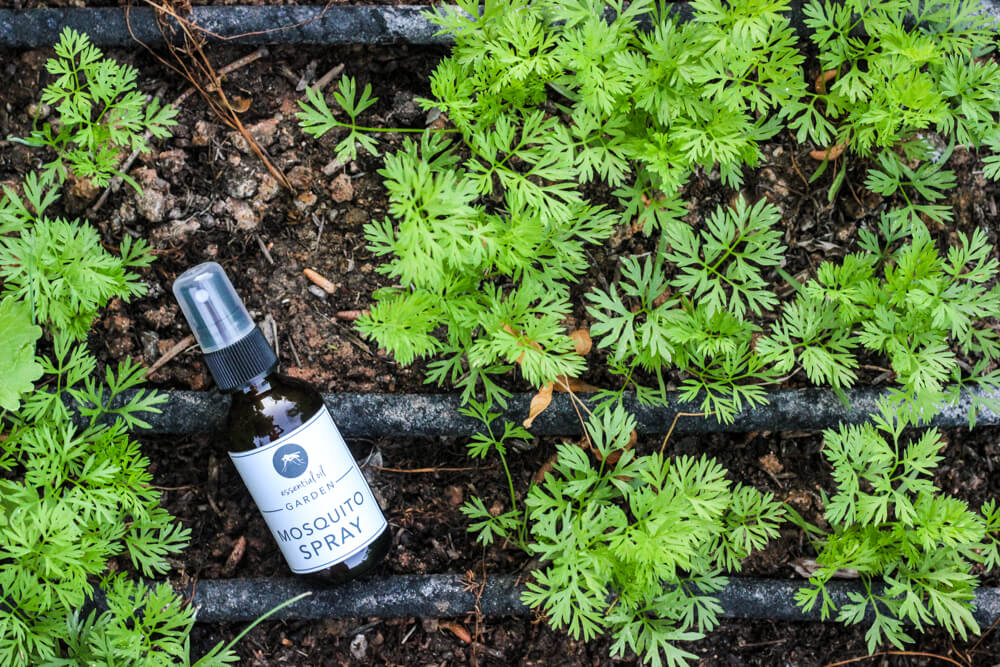 bottle of mosquito repellant spray in a gardening bed