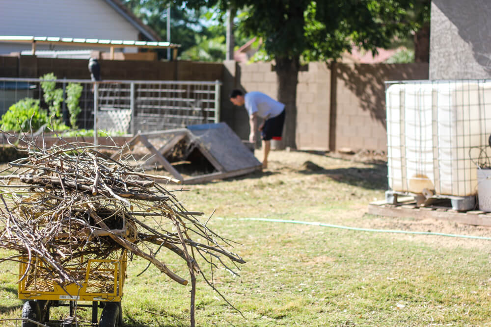 worker gathering sticks and checking animals on a homestead