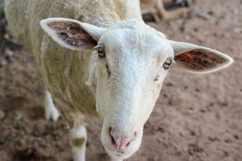 shorn sheep looking up at the camera