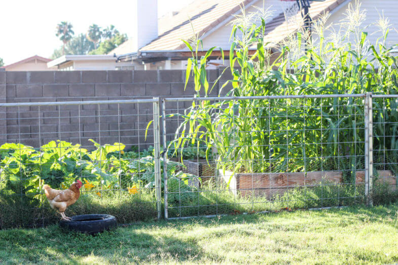 chicken resting on a tire near a sectioned garden with corn stalks