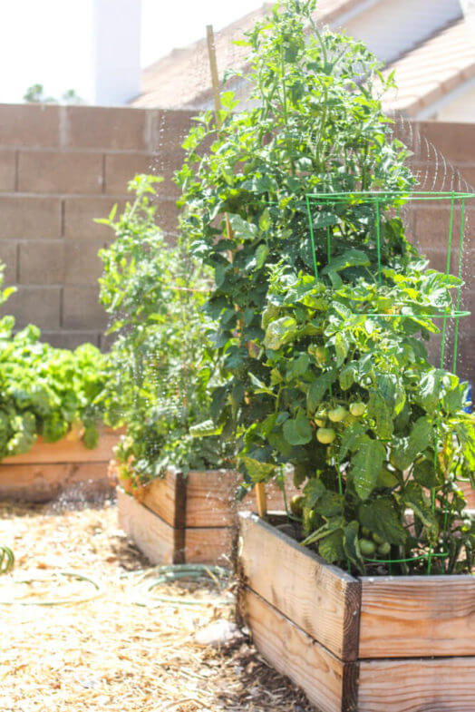 tomato stalks and other plants growing out of wooden garden boxes in full sunlight