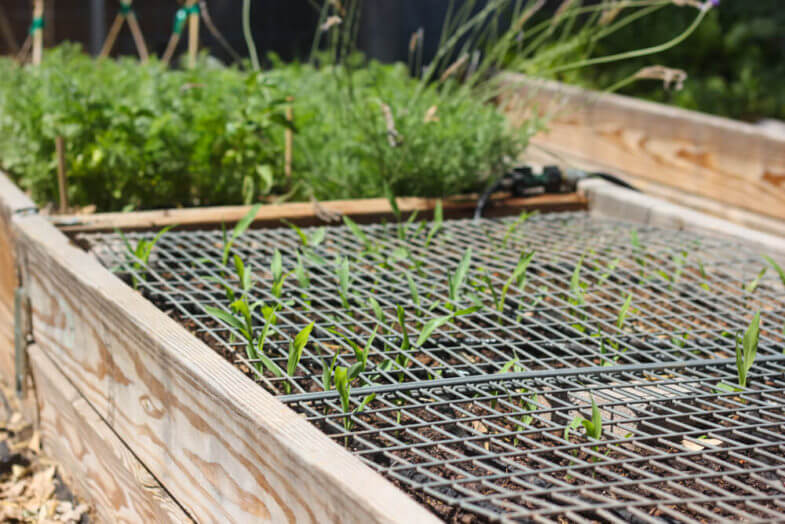 plants growing through a grate in full sun