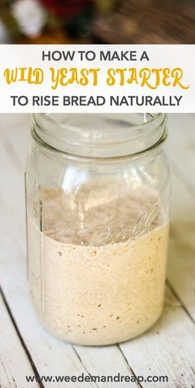 How to make a Wild Yeast Starter {To Rise Bread Naturally} || Weed 'Em and Reap