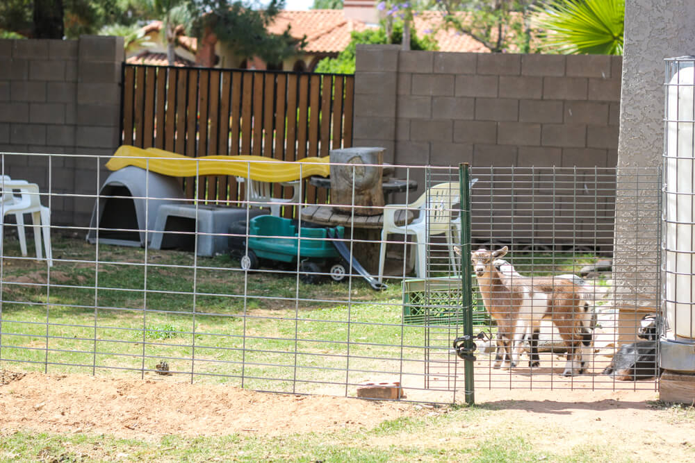 baby-goats-fencing-area