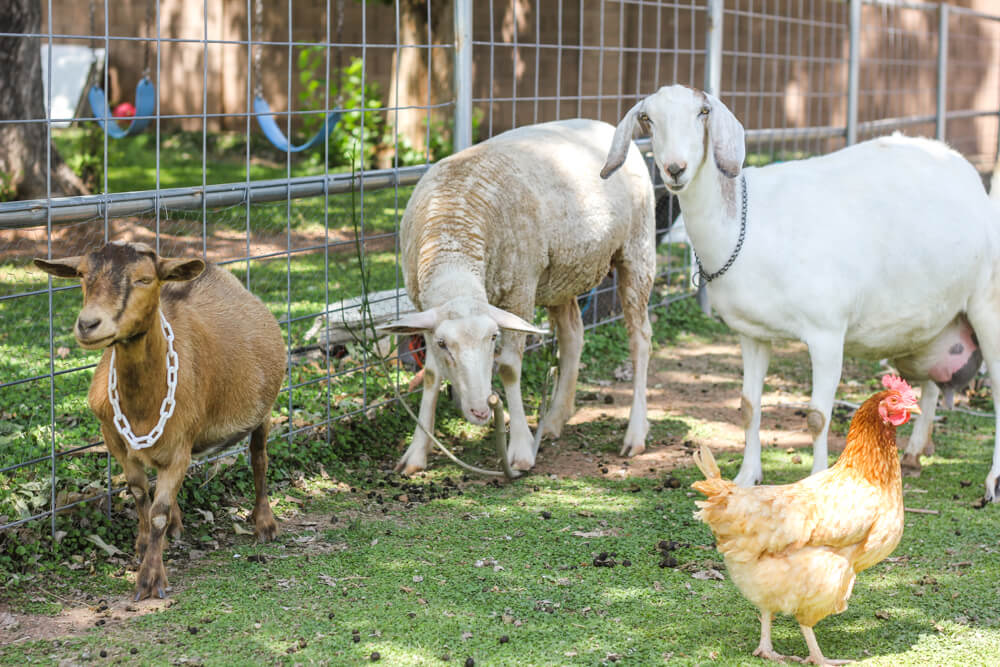 https://www.weedemandreap.com/wp-content/uploads/2016/06/nigerian-nubian-goat-sheep-chicken-cohabitating.jpg