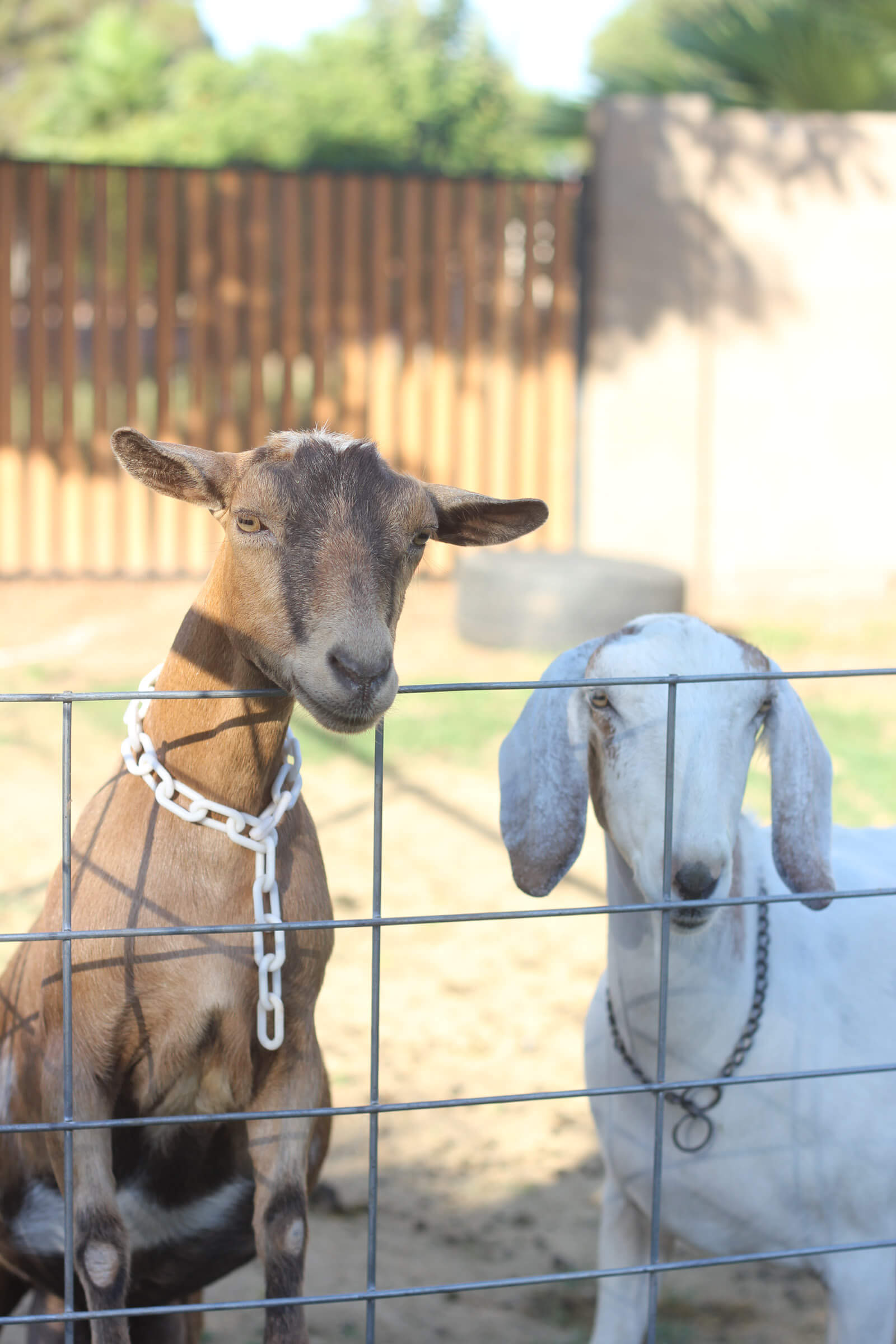 nubian-nigerian-goat-fence