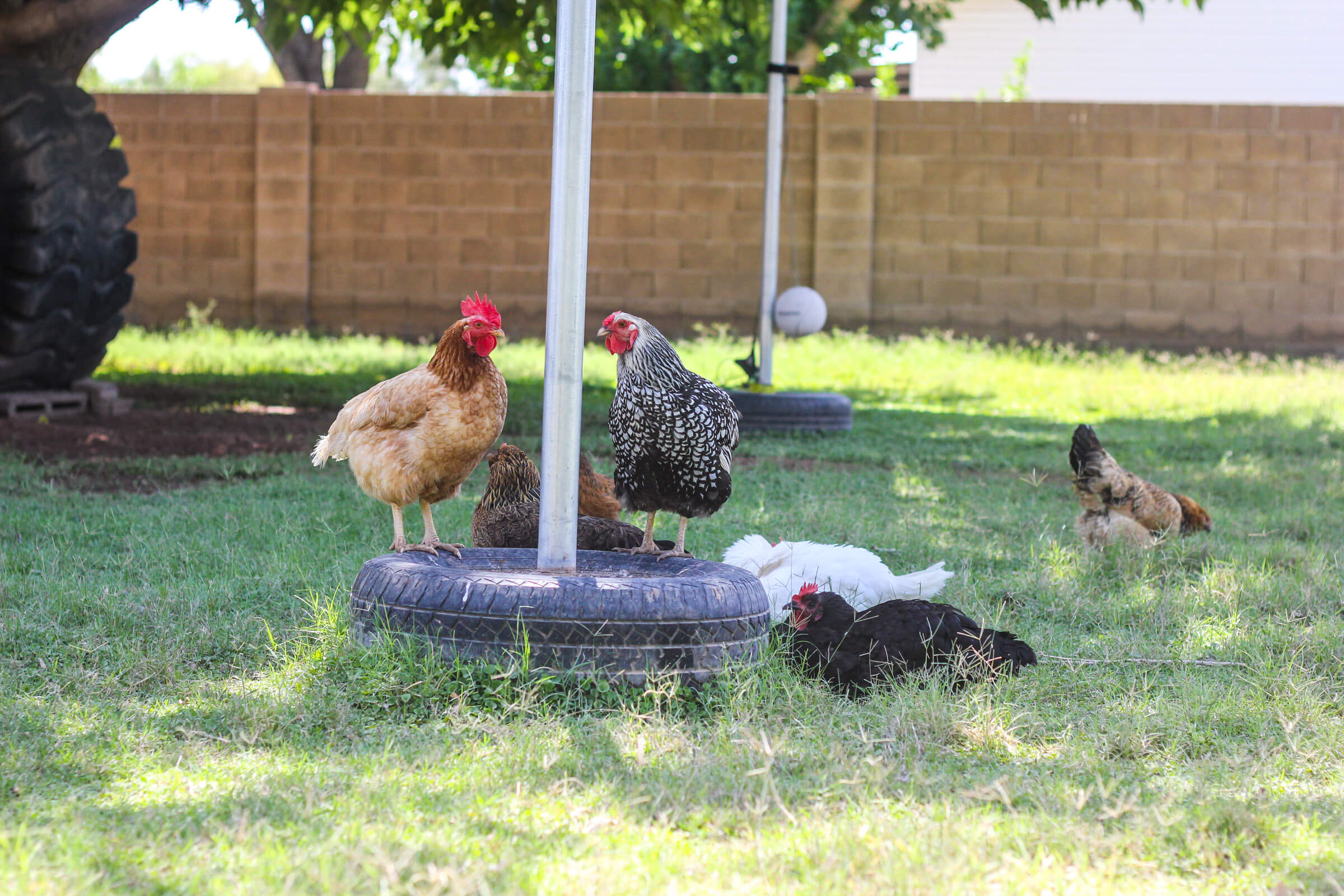 Chickens in pasture sitting on tires