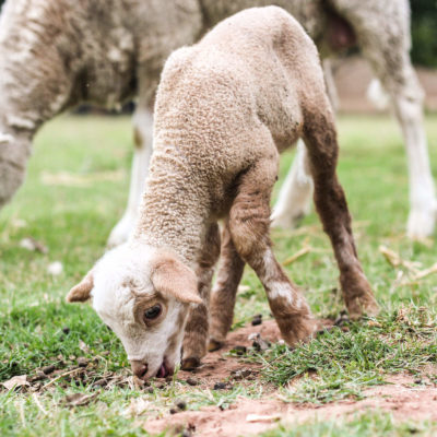 VIDEO | Spring 2016 Backyard Farm Tour