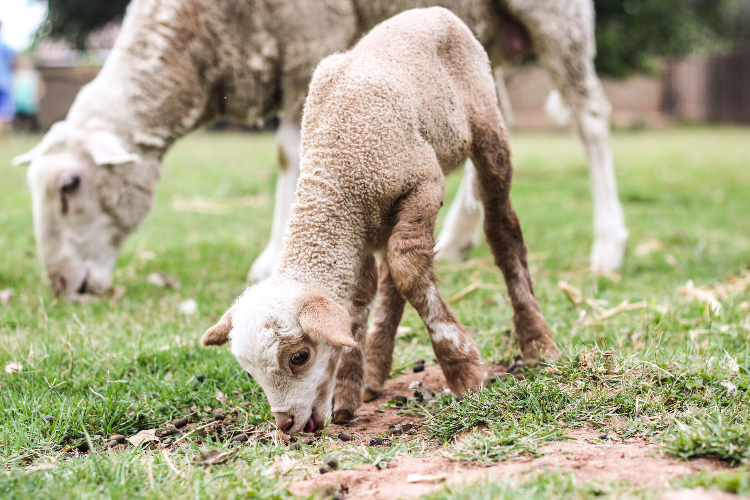 Spring 2016 Backyard Farm Tour | Weed 'em & Reap