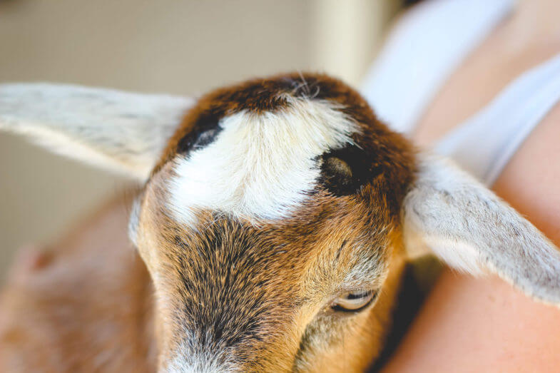 buckskin-baby-goats-buds