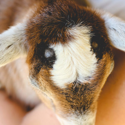 Removing Goat Horns naturally with Clove Oil