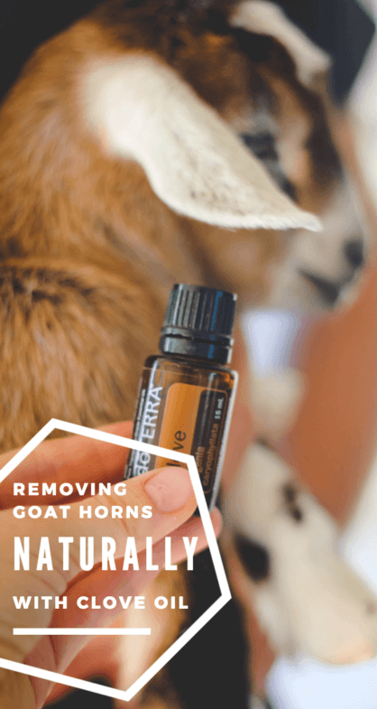 removing-goat-horns-naturally-pinterest