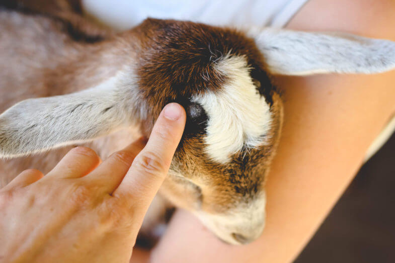 rubbing-baby-horns-clove-oil