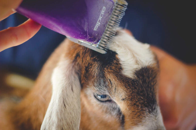 shaving-goat-horns