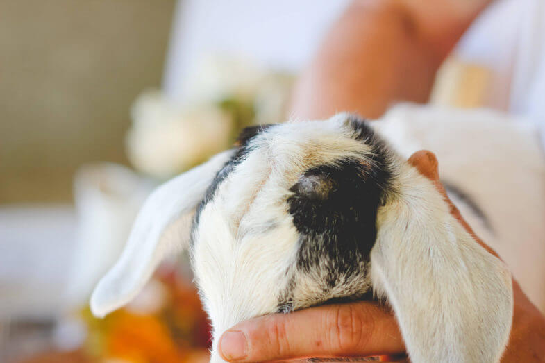 white-baby-goat-horns