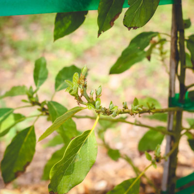 Follow this One Tip & Know How often to Water ANY Tree