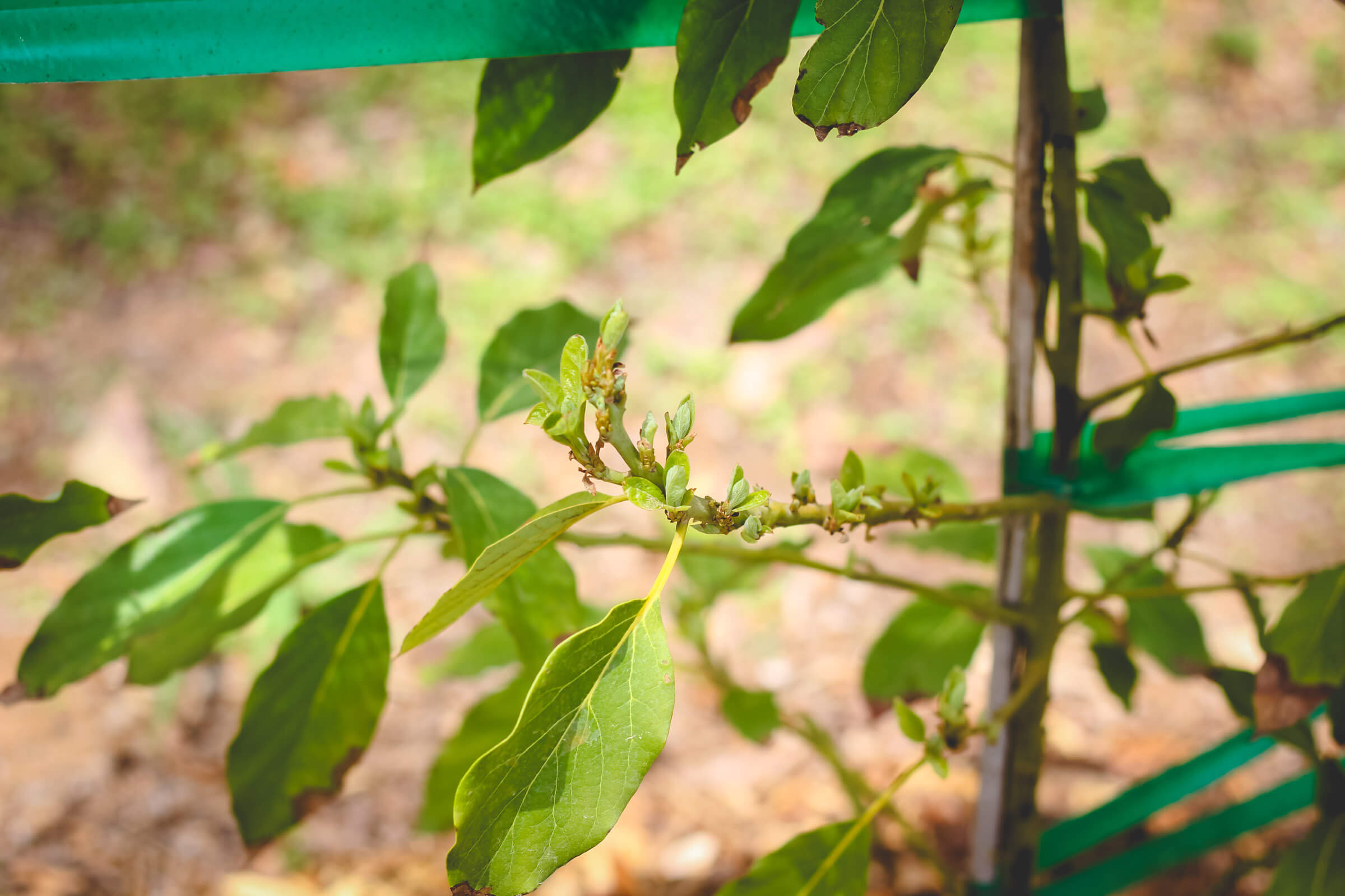 Aravaipa avocado tree closeup leaves