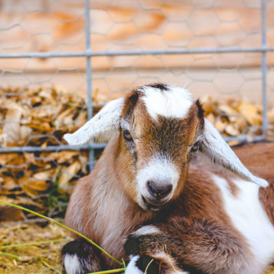 A Natural Goat Dewormer {that works!}