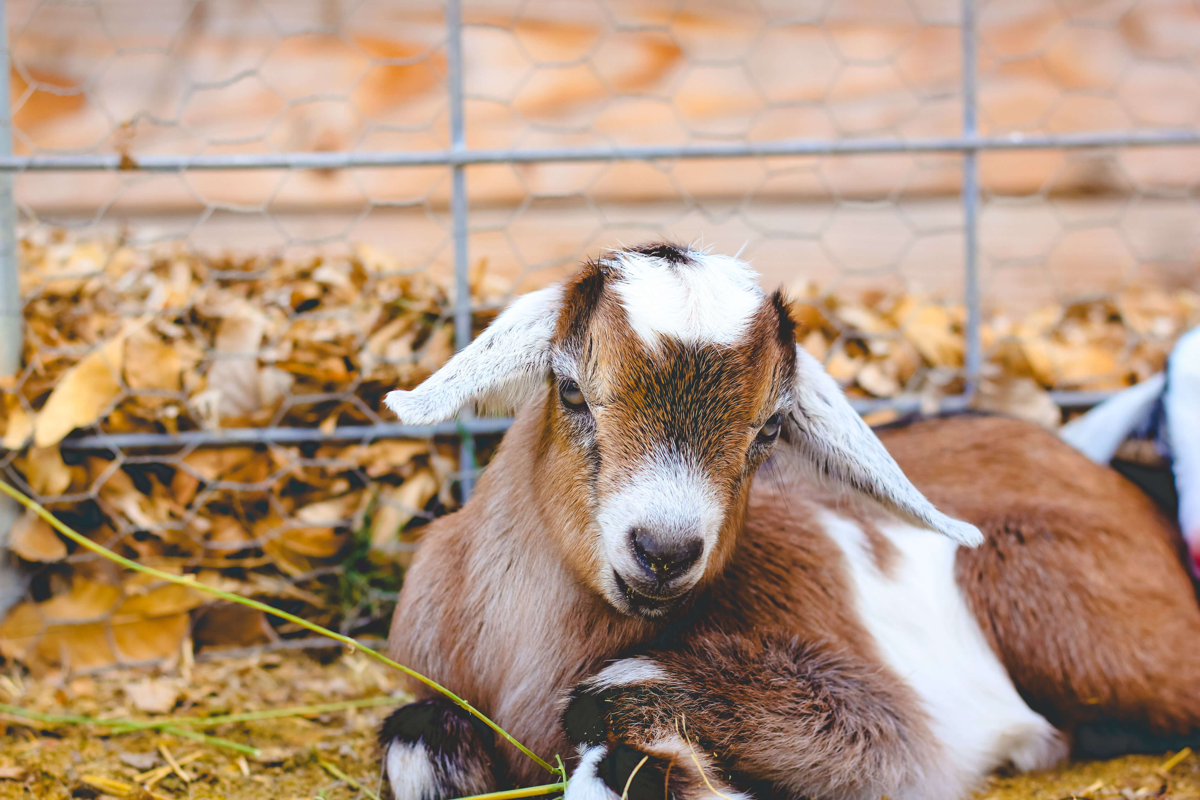 Nubian baby goat dewormed.