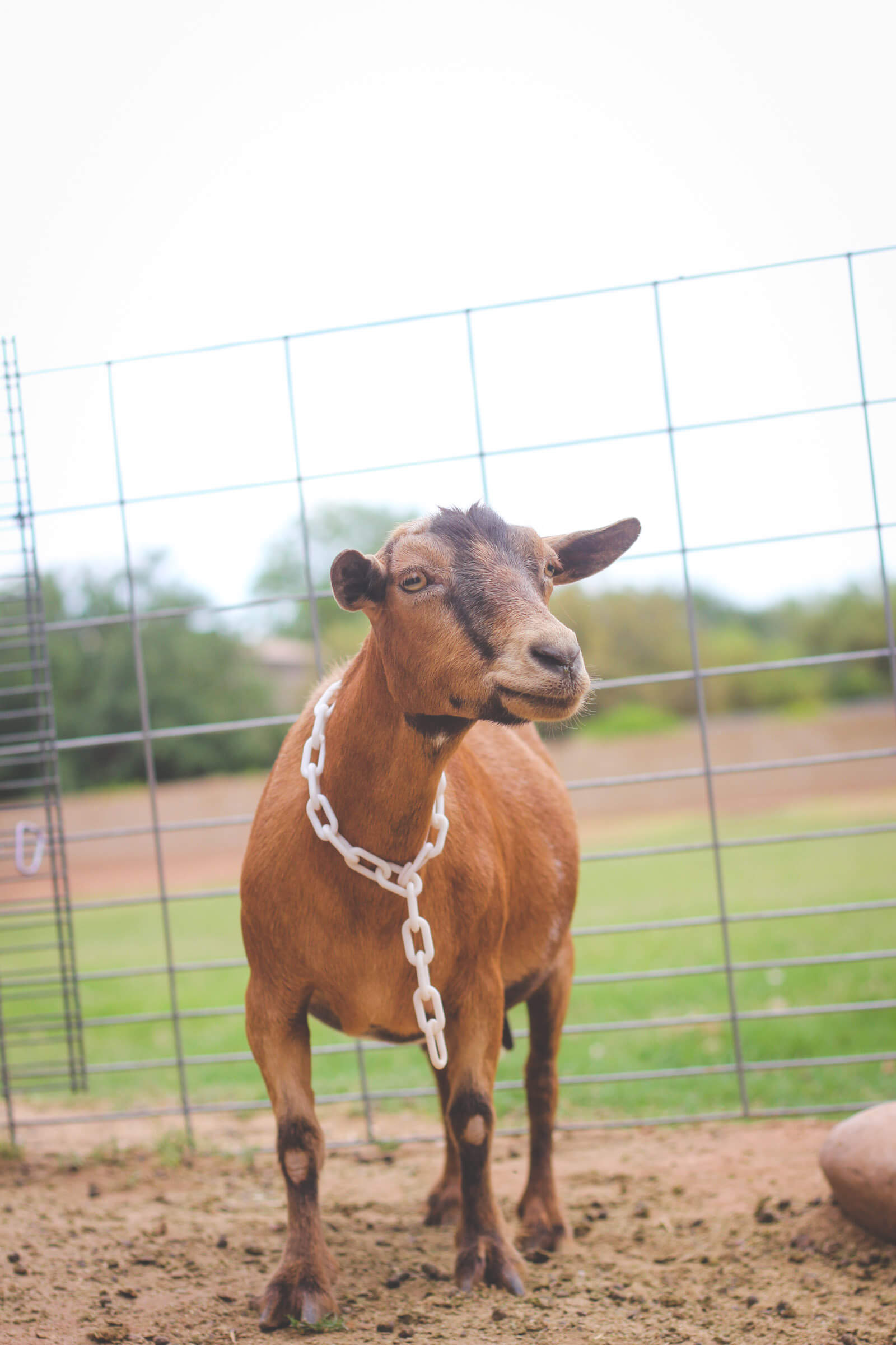 Urban farming with Nigerian Dwarf goats.