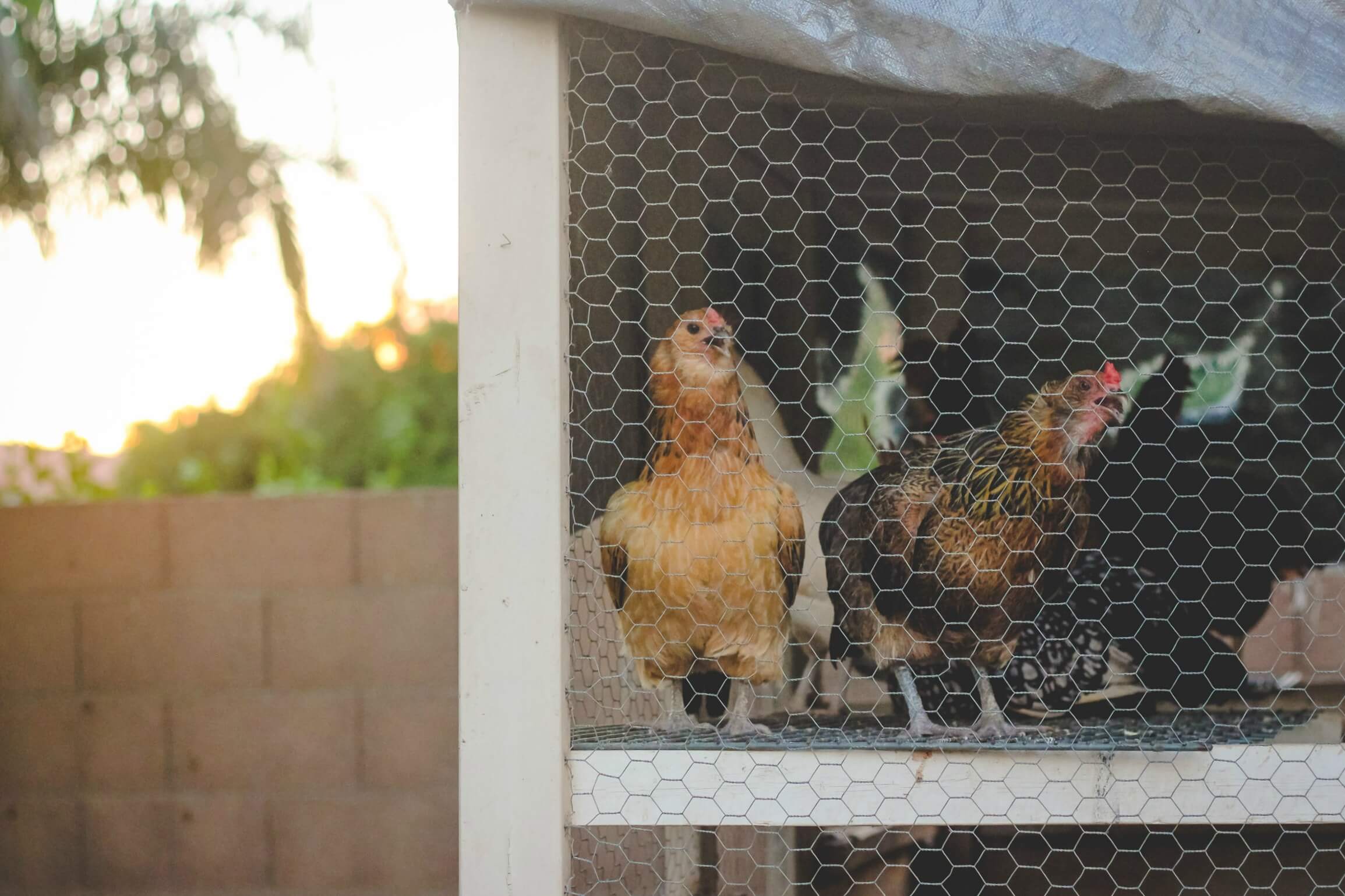 Chickens in coop at sunset on urban farm.