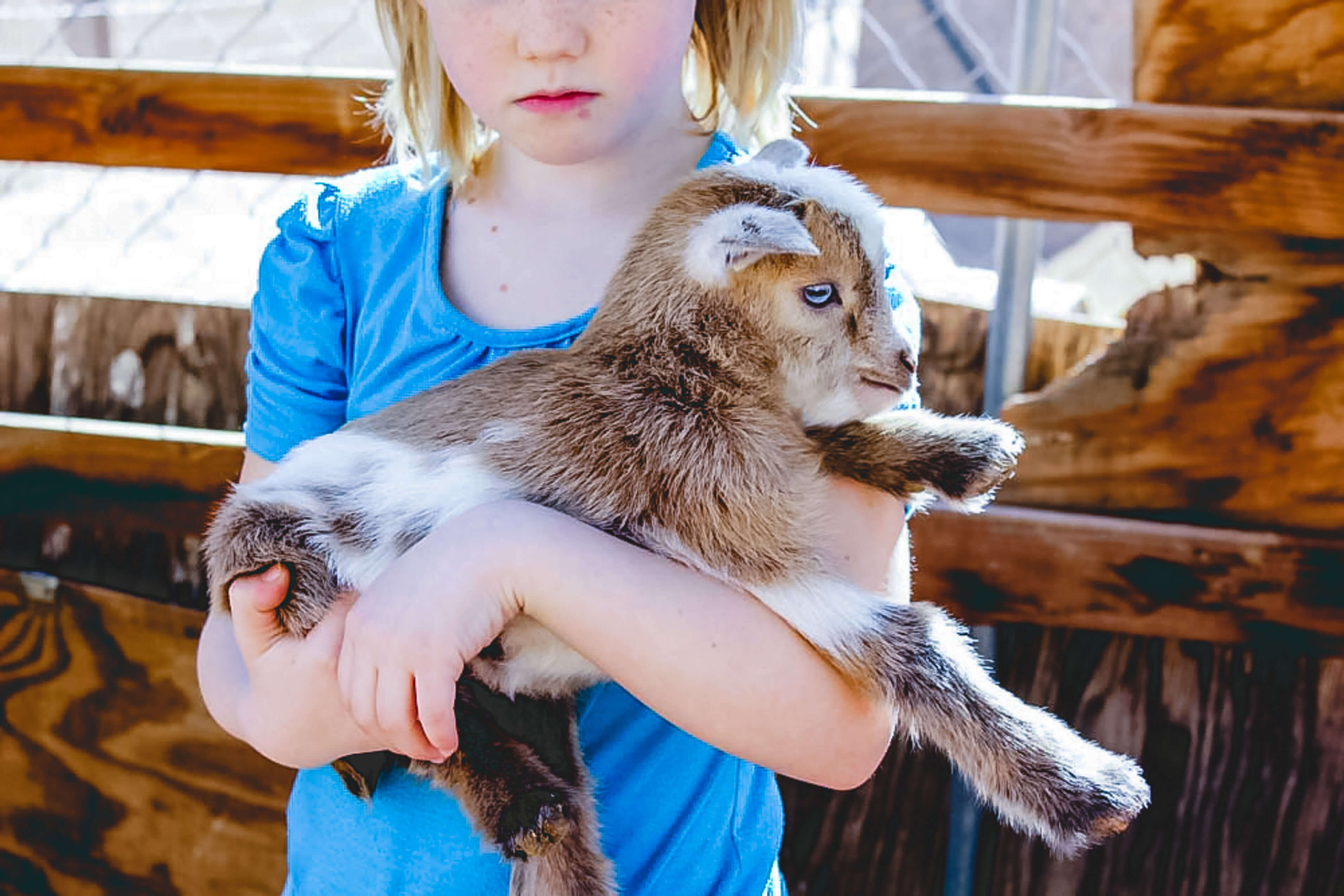 Girl holding baby goat.