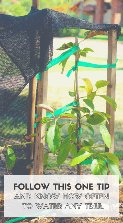 follow-this-tip-watering-trees