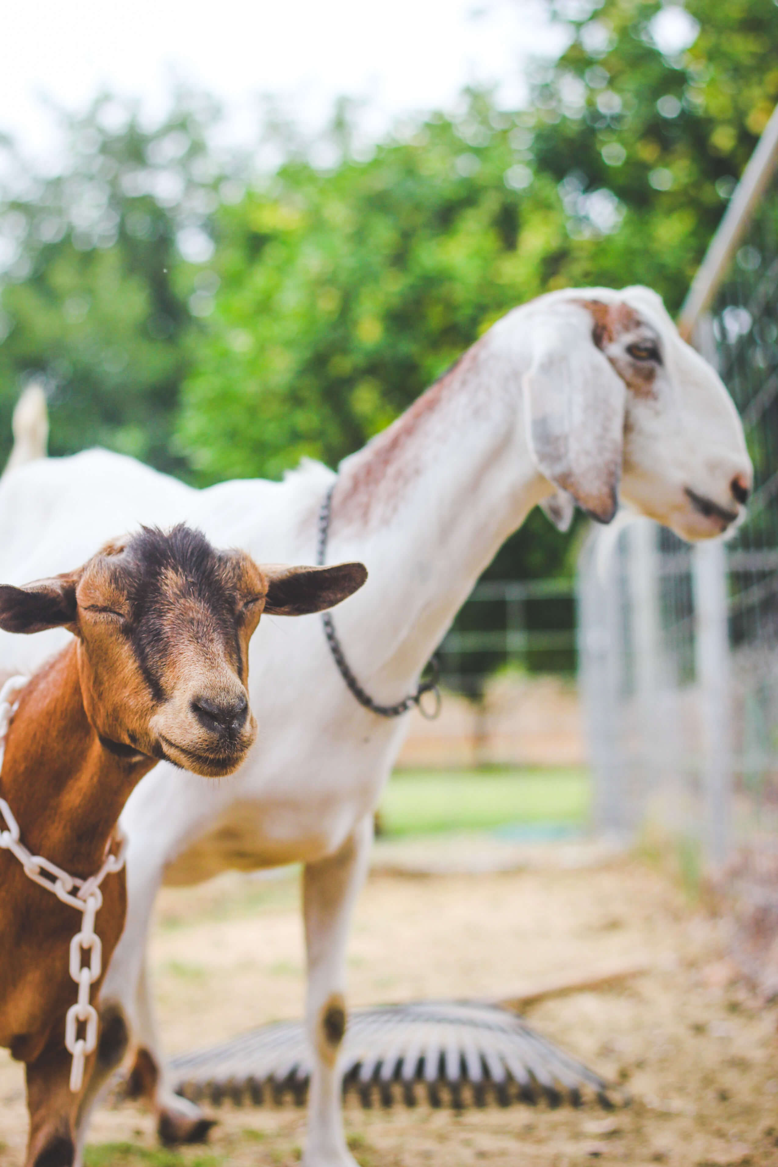 Nigerian Dwarf goat making funny face.