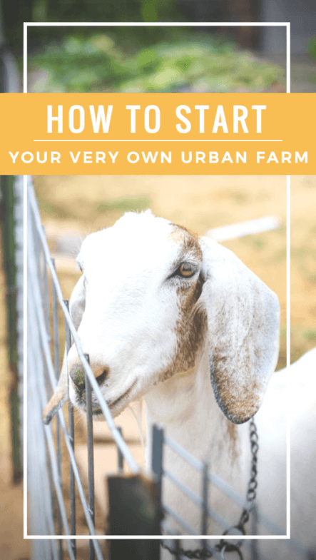 getting-started-urban-farm
