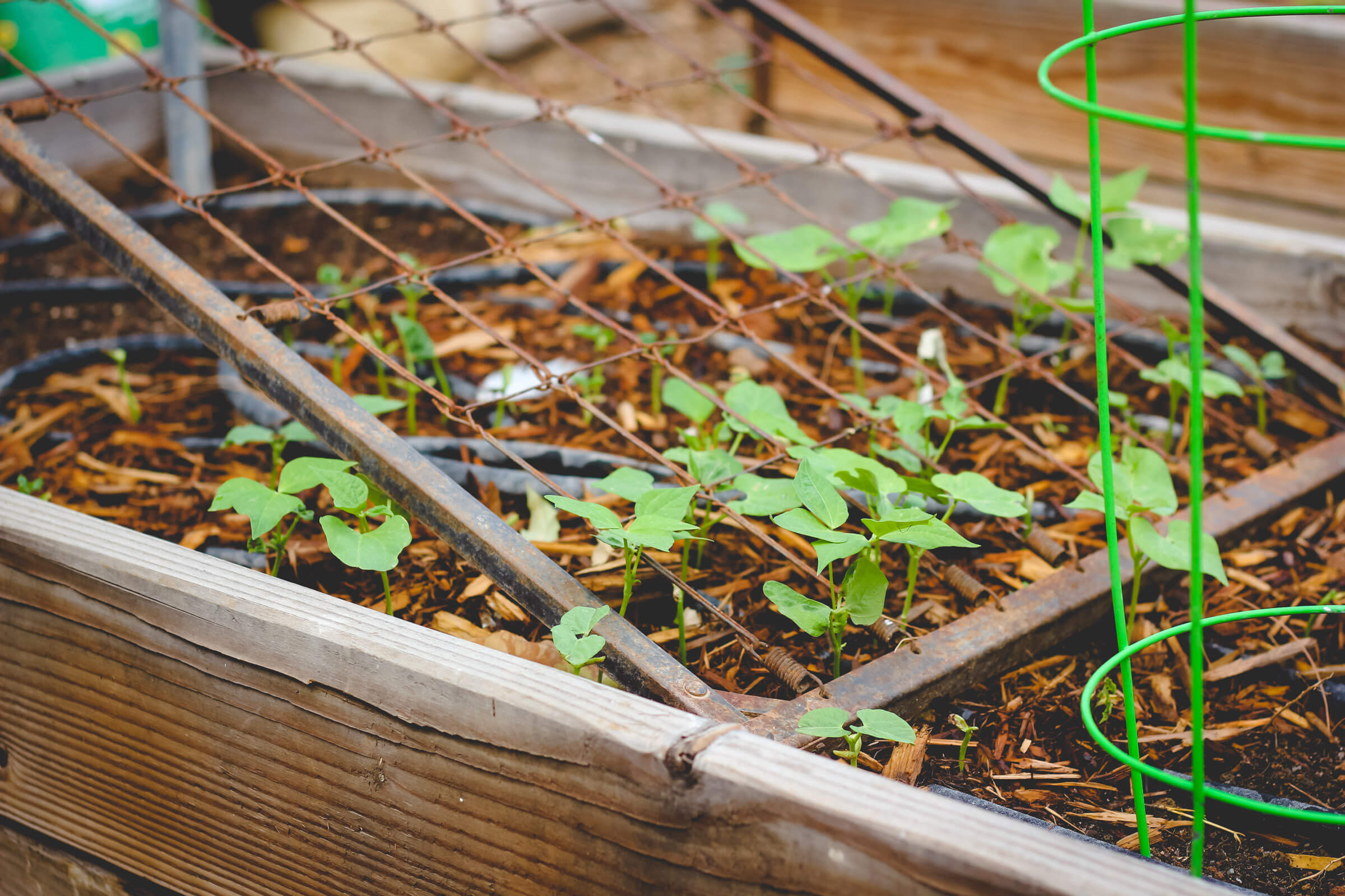 Green beans growing on bed frame in raised garden bed.