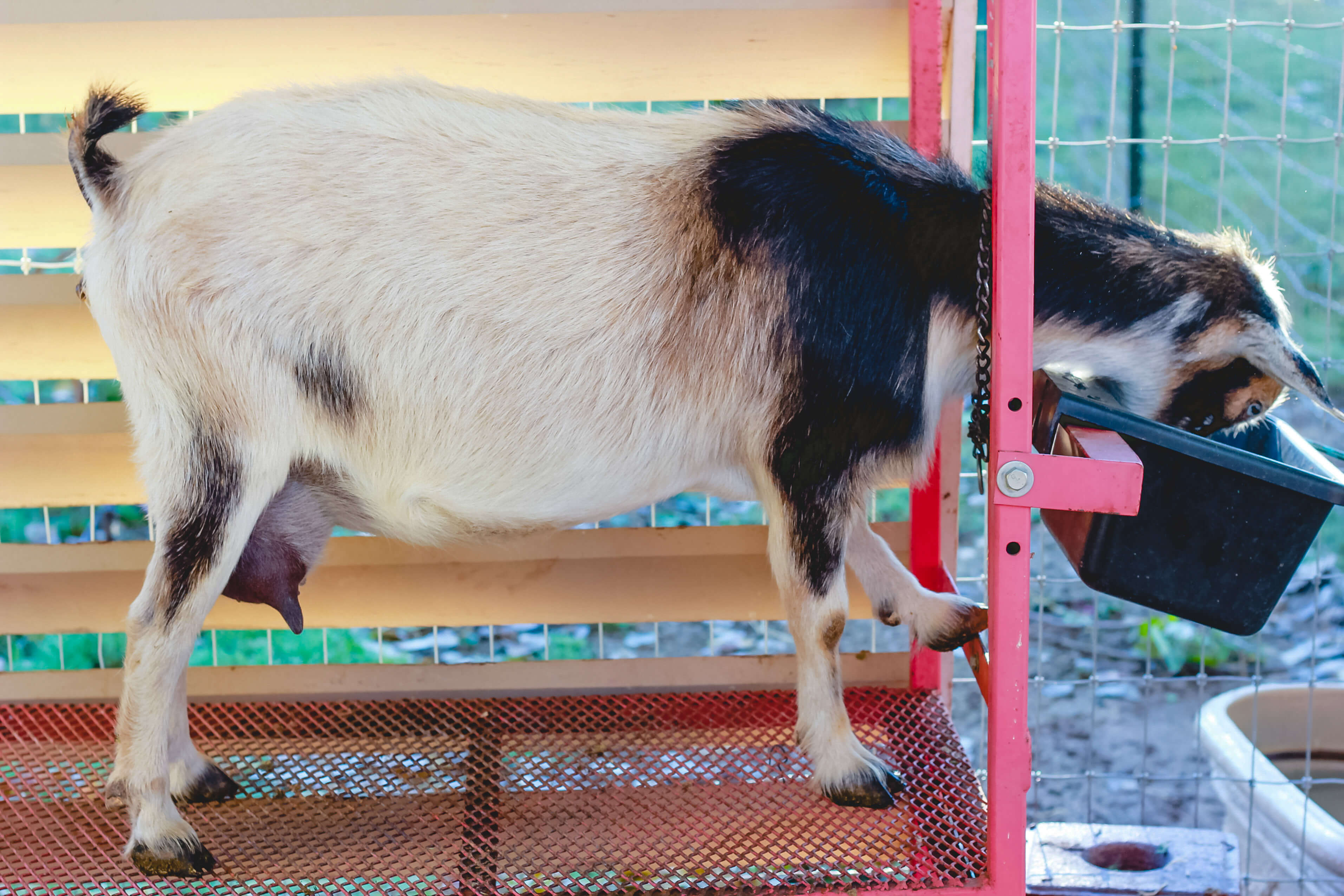 Milking supplies of goat milking stand and feeder.