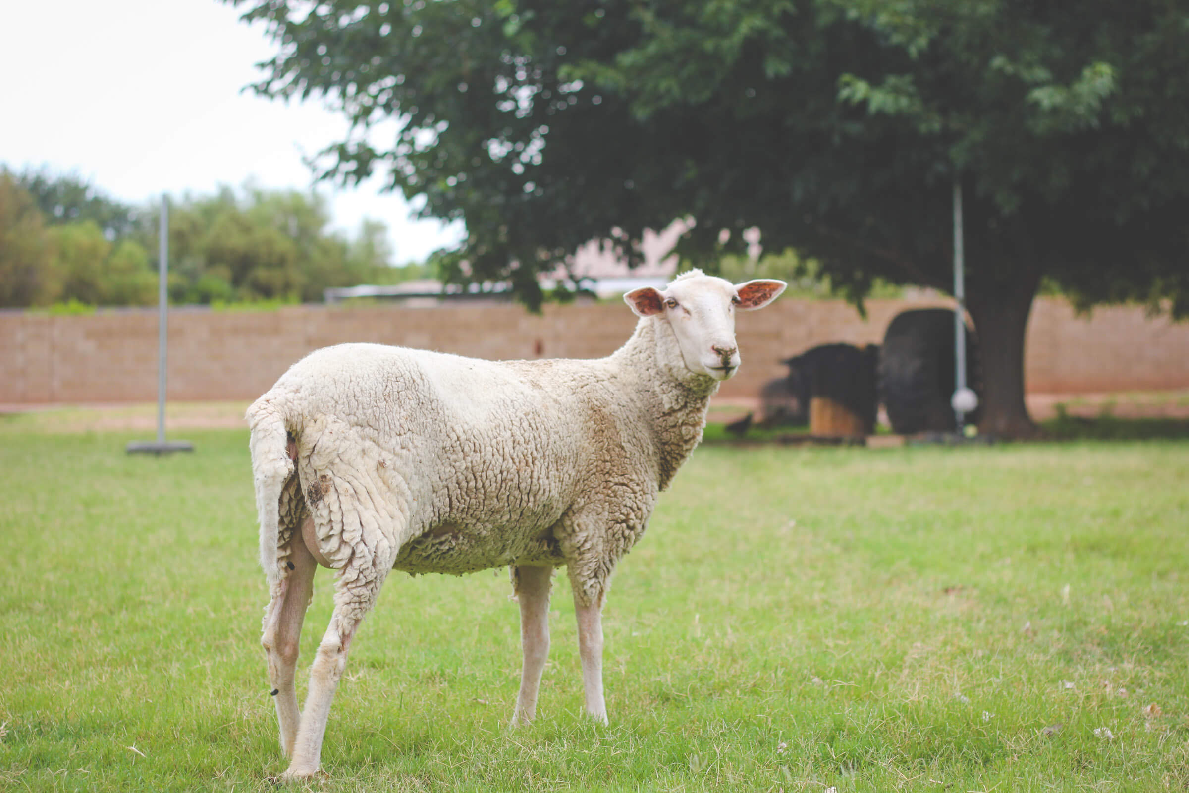 Pasture raising sheep & goats to reduce worm infestation.