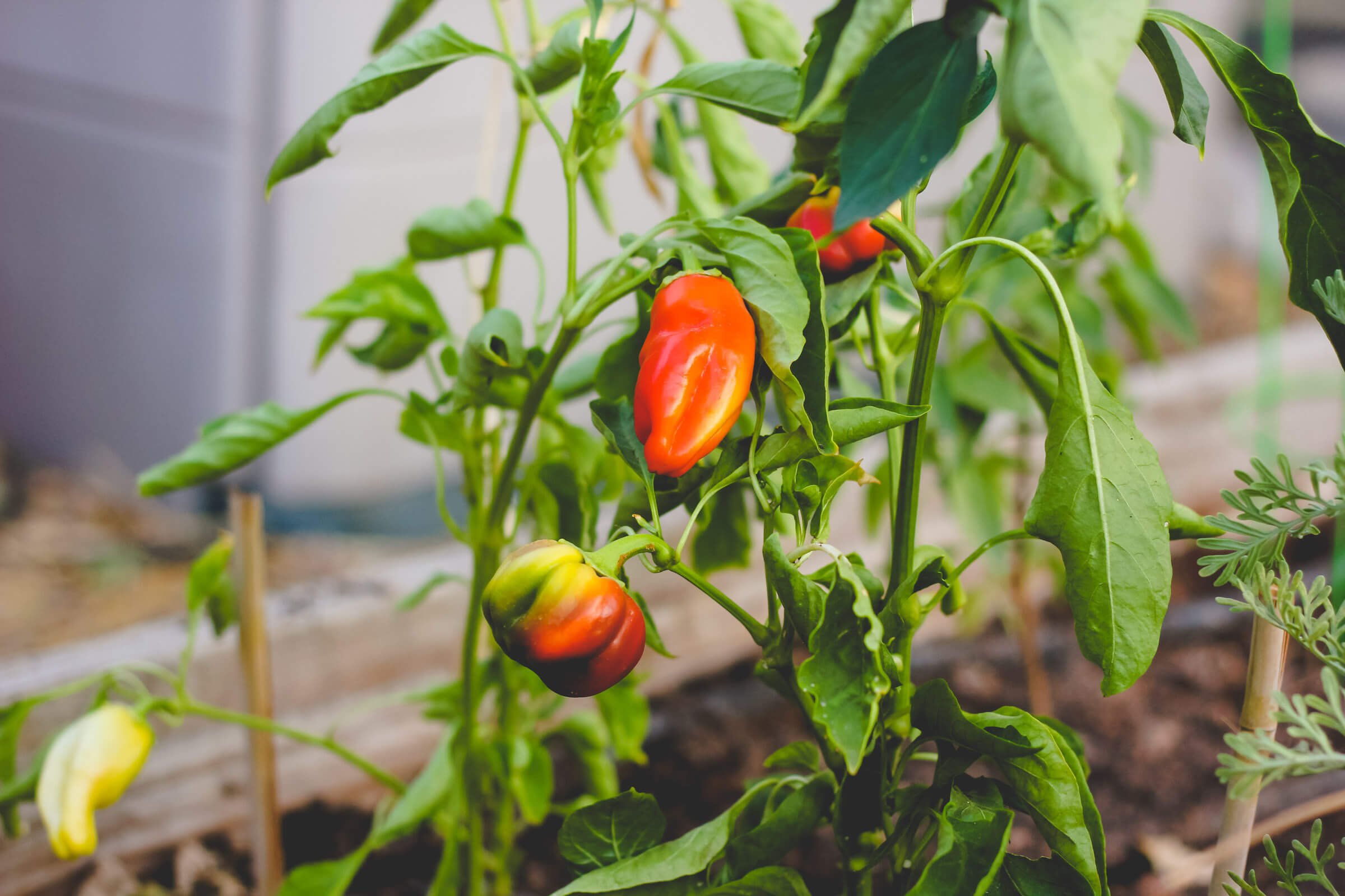 Red and yellow peppers growing in raised garden bed.