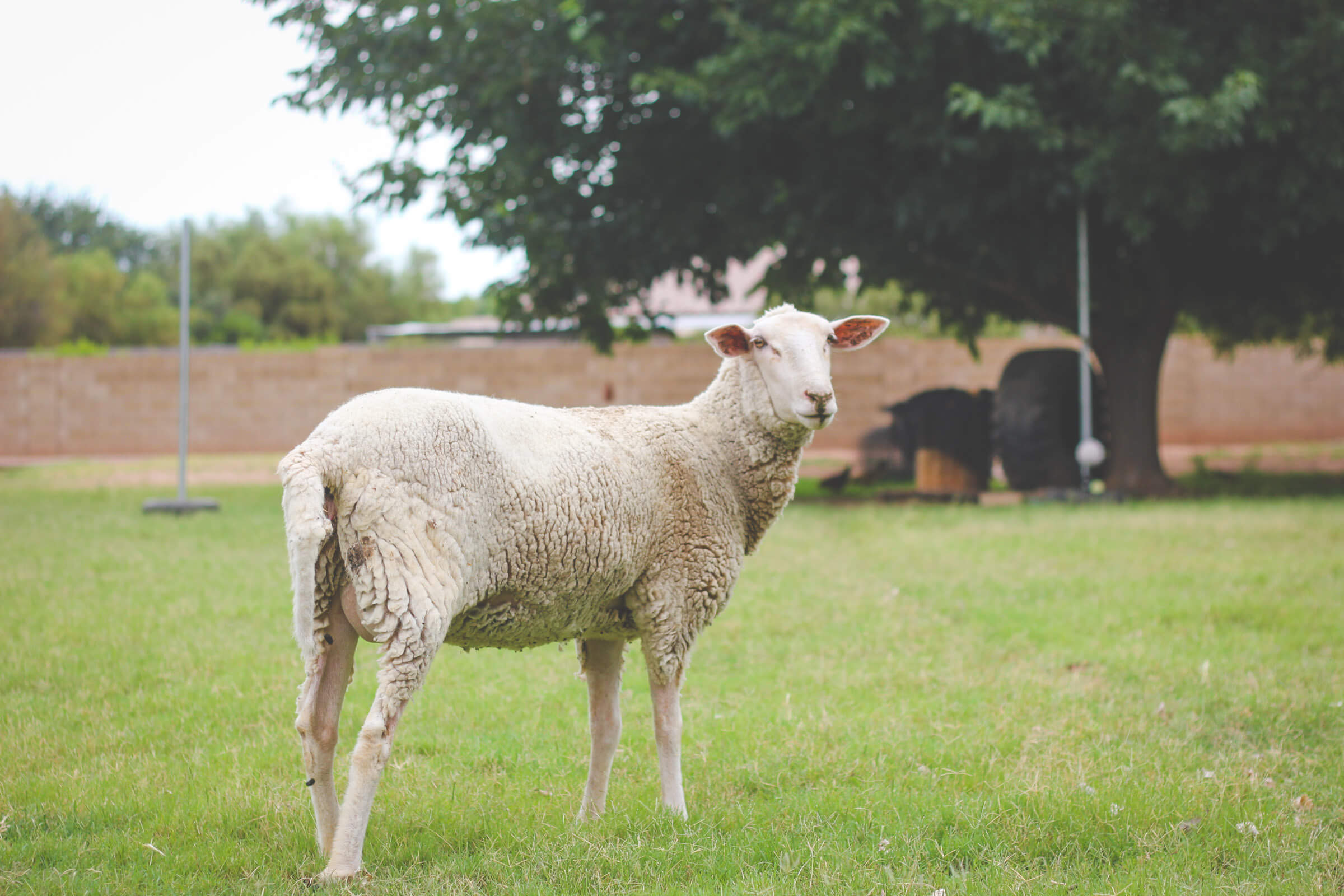 Sheep in backyard farm pasture grazing