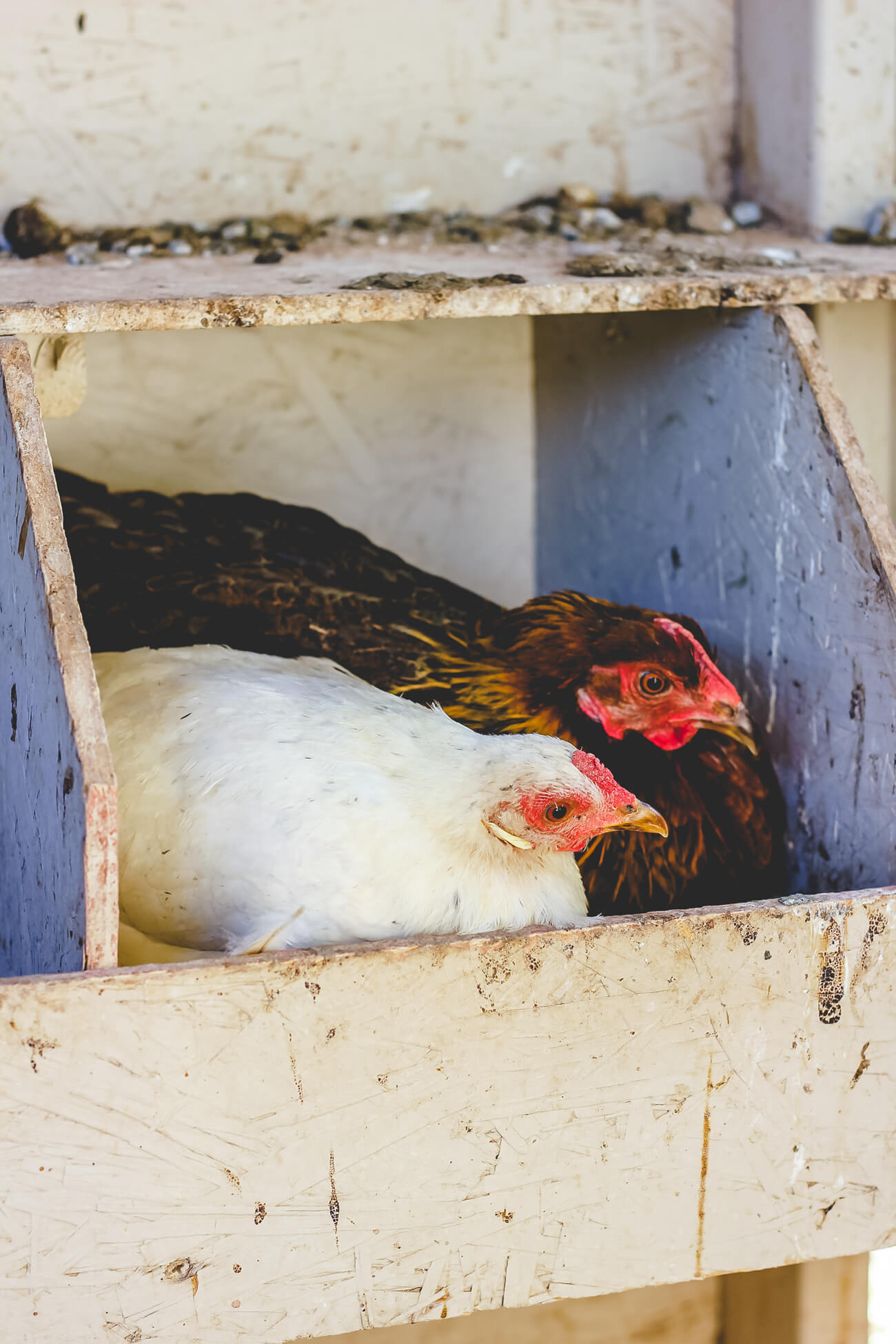 are-chickens-laying-eggs