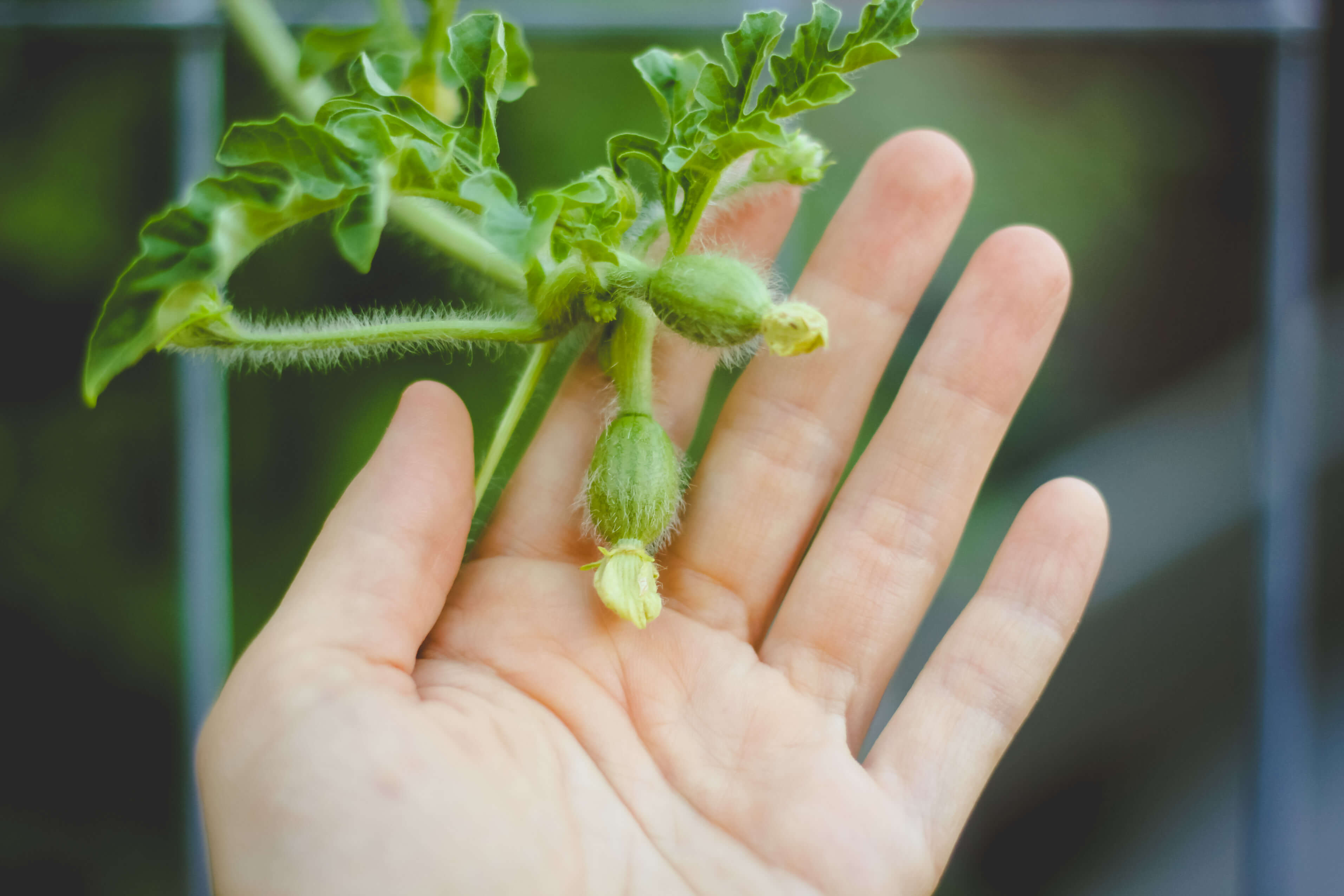 baby-watermelon