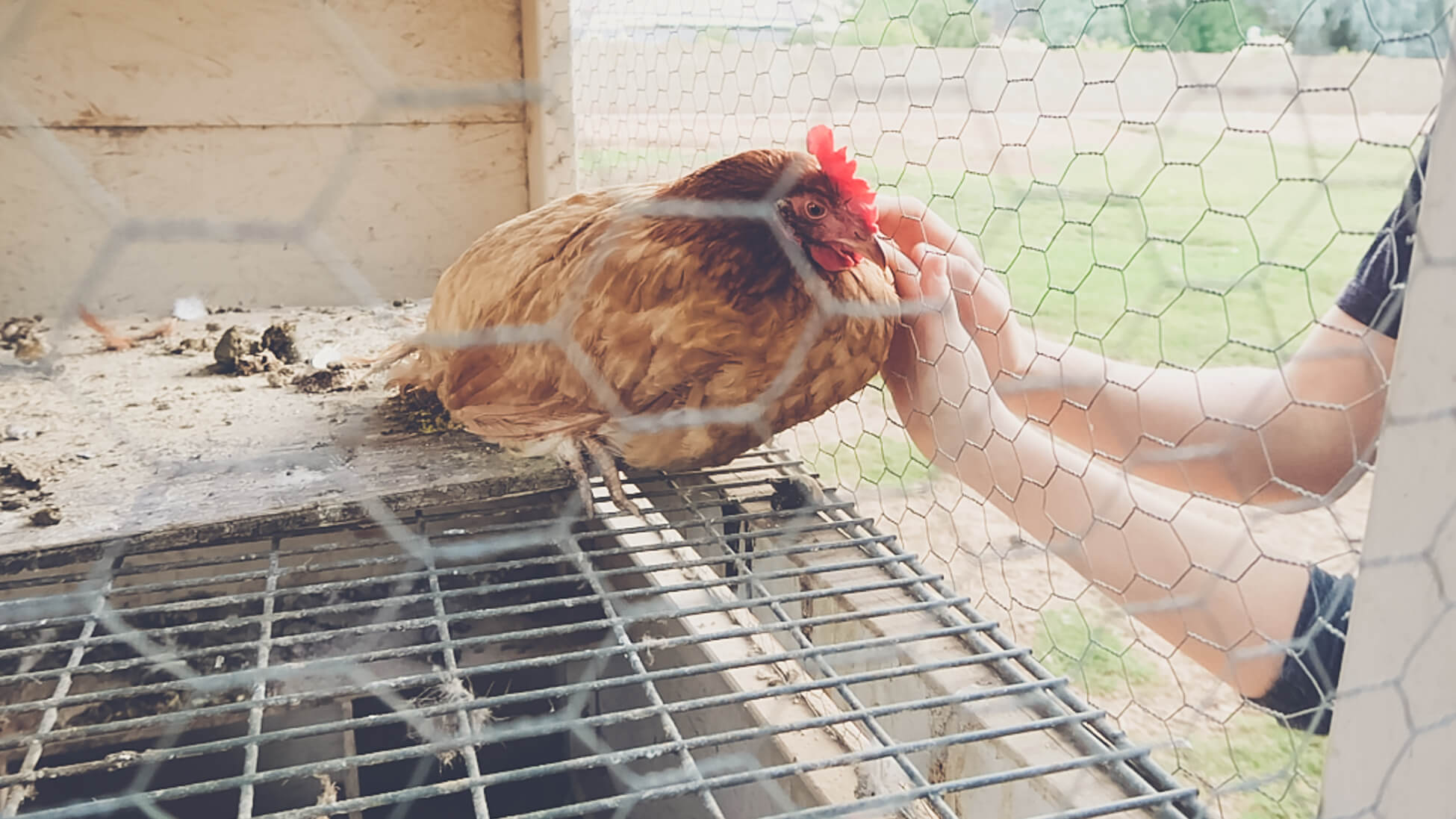 butchering-old-hens