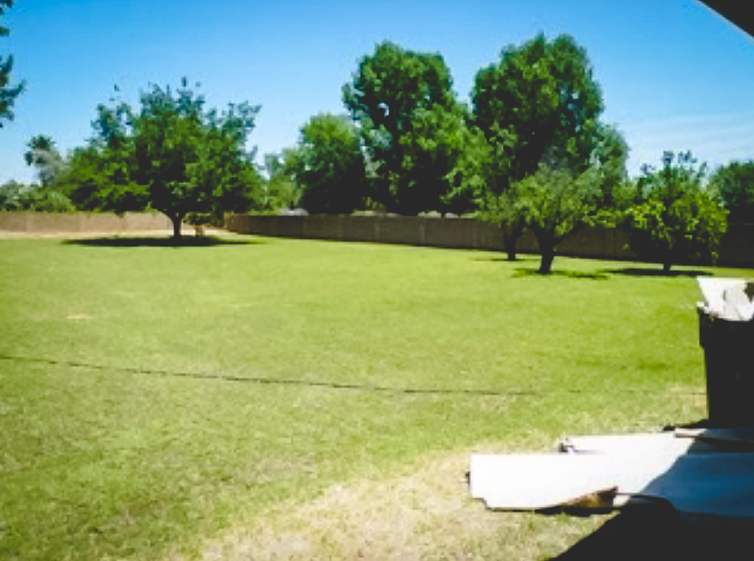 Large backyard with fruit and nut trees