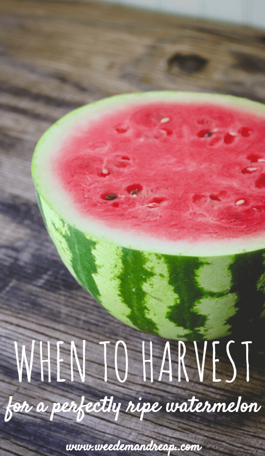 harvest-watermelon