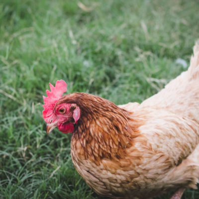 6 Reasons to Keep Backyard Chickens