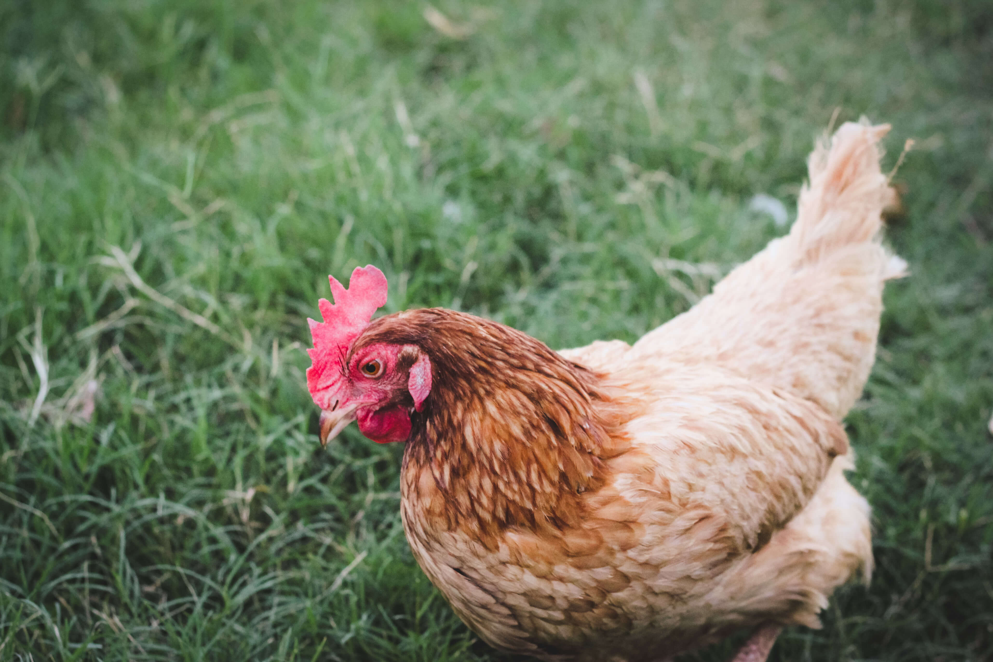 tell-if-chickens-stopped-laying