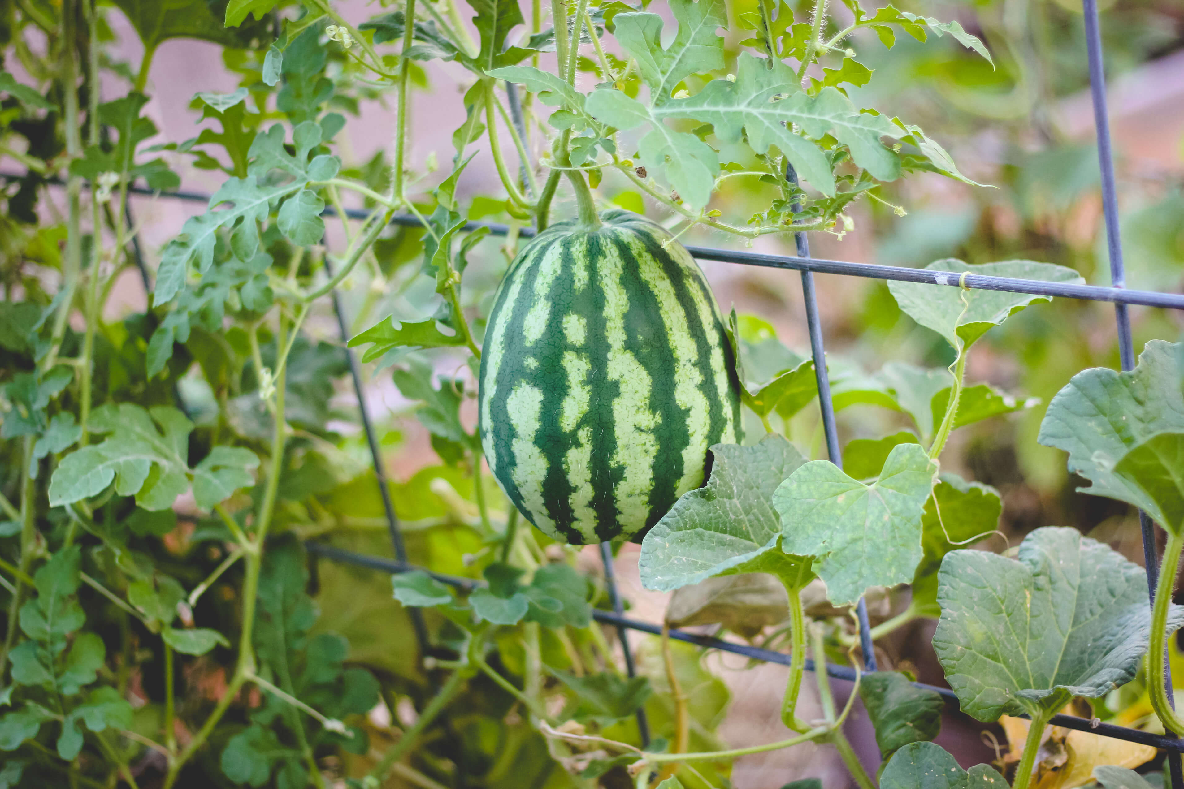 watermelon-hanging-trellis