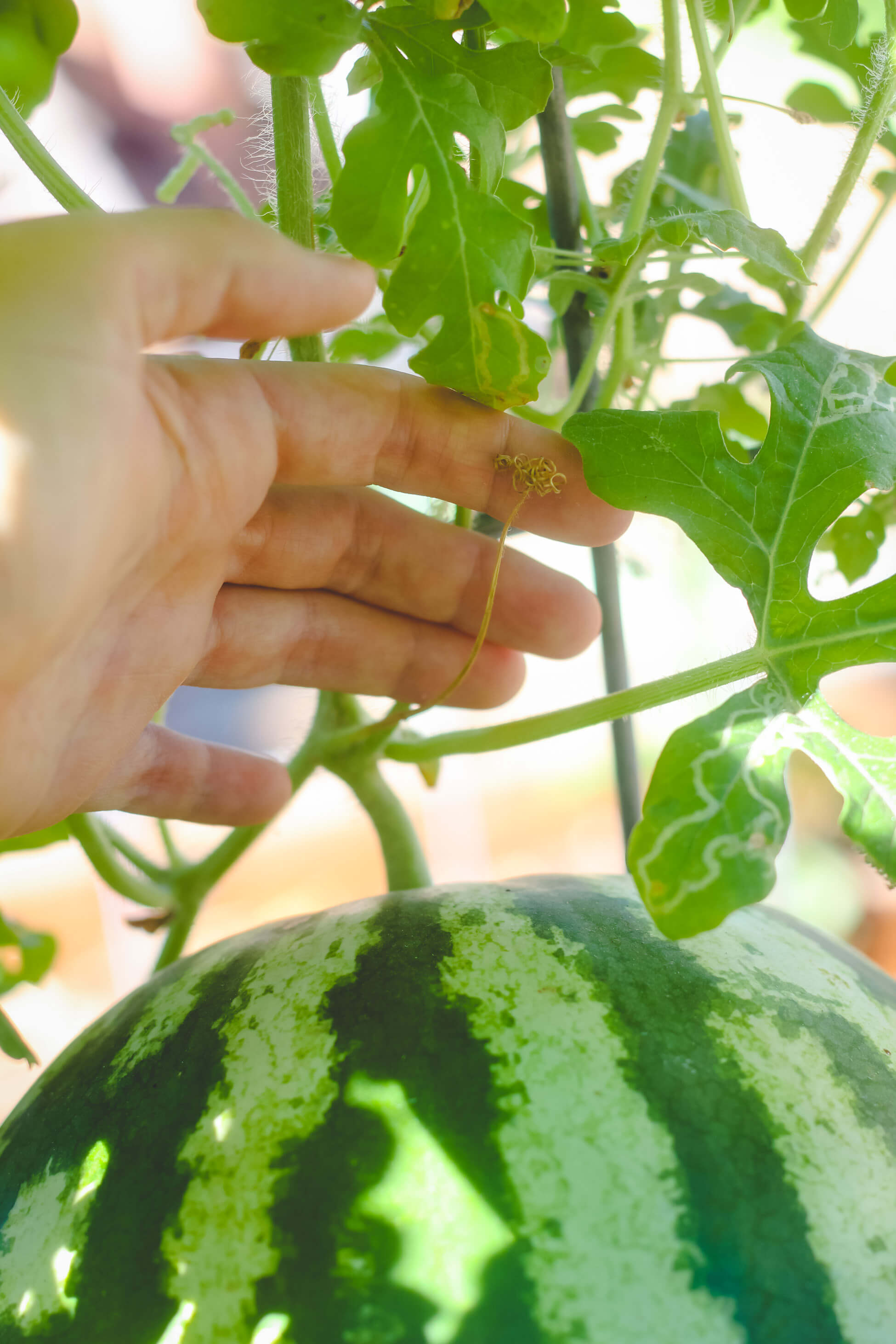 when-harvest-watermelon