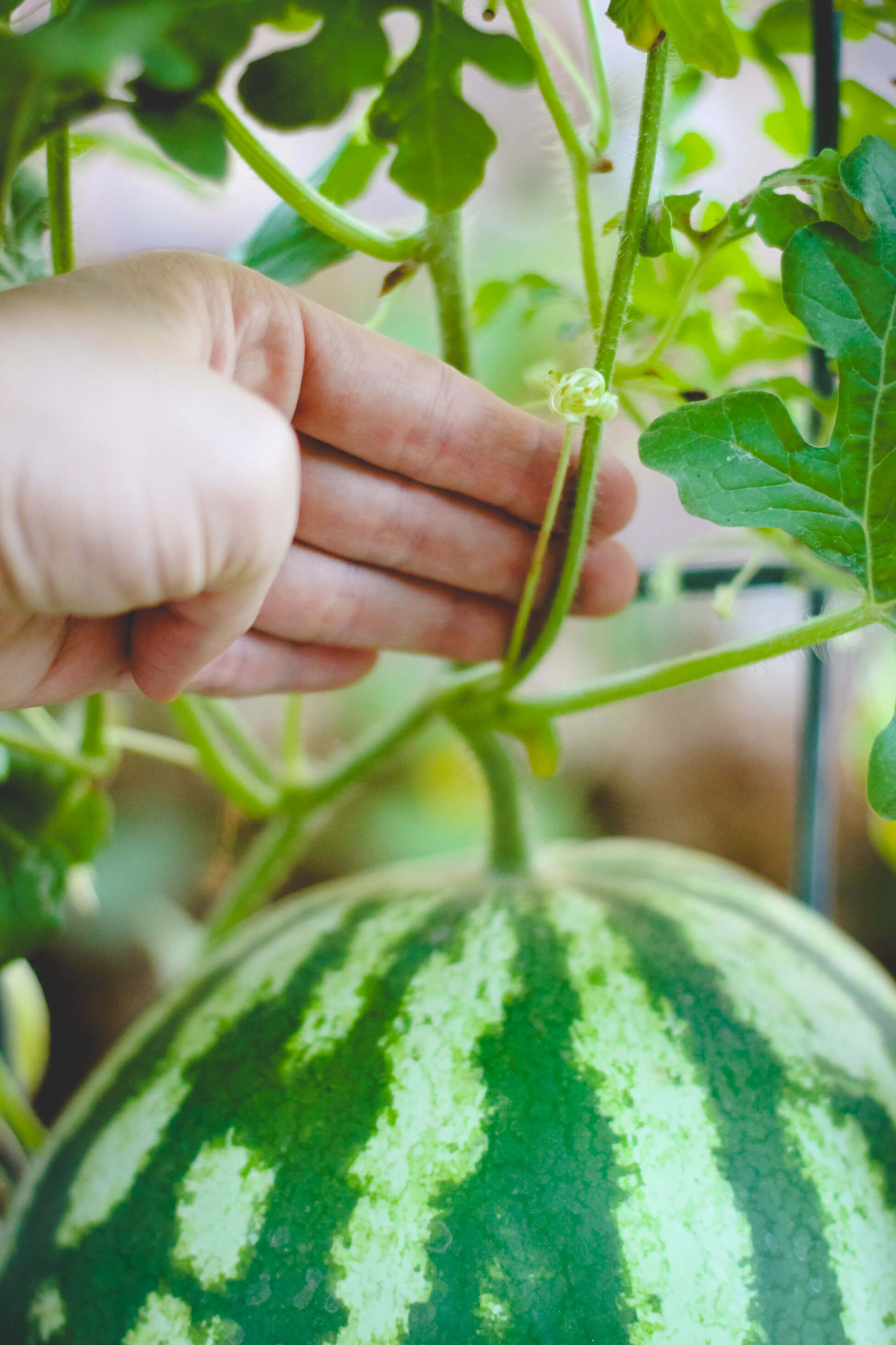 when-pick-watermelong