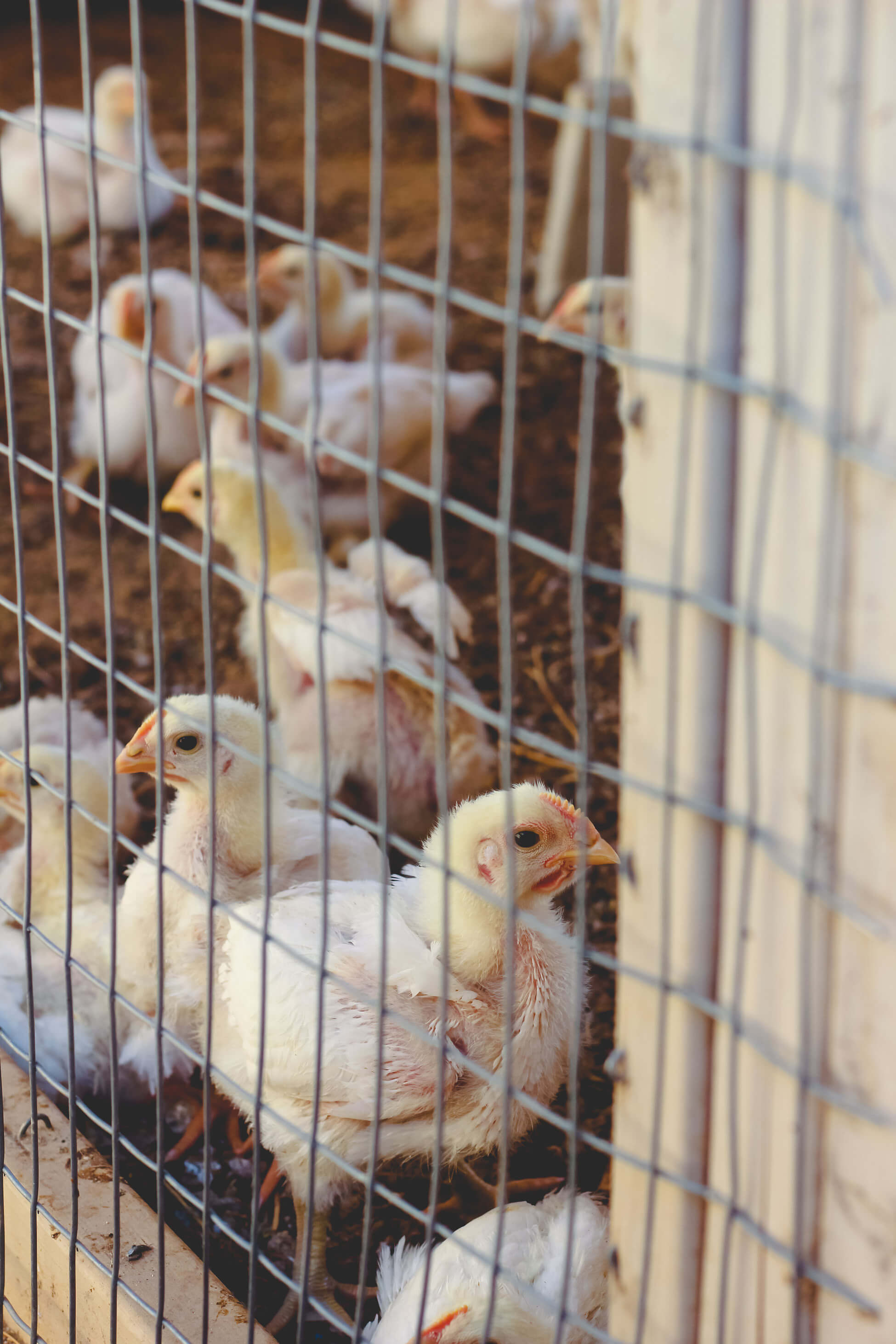 4 week old cornish cross meat chicks.