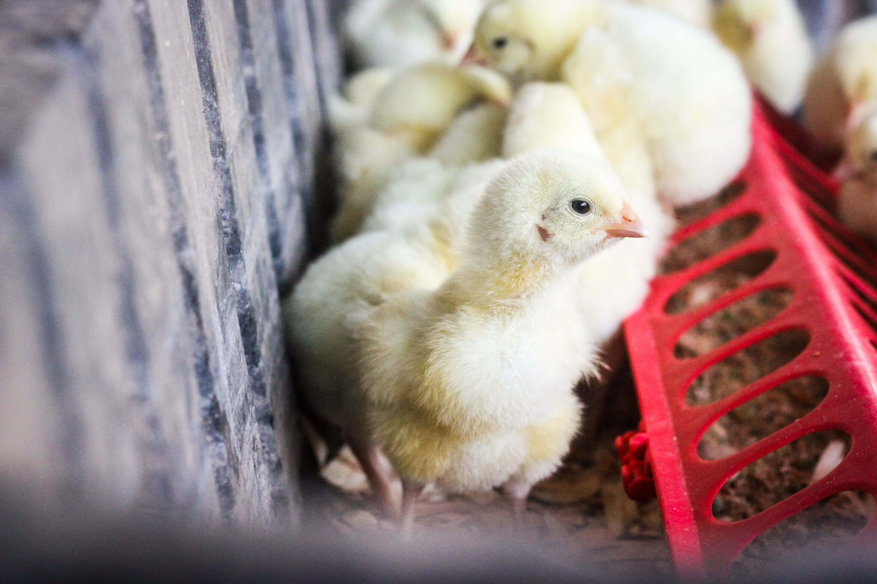 Meat chicks in pen eating food.